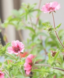 ݥƥƥ顦ͥѥ󥷥 .إإ󥸥 