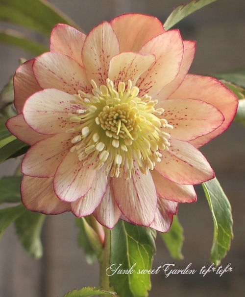 i>Fairies Dreams</i><BR><BR>三浦孝之氏作出<BR>クリスマスローズ<BR