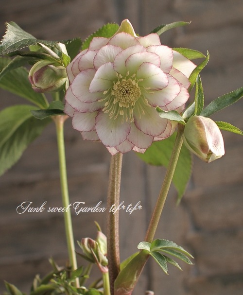 バカ息子と親バカ クリスマスローズ 追加分 秋葉区産】クリスマスローズ | 新潟ごっつぉ産直便 | JA新潟かがやき