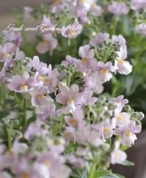 <i>Nemesia caerulea</i><BR><BR>�͵��餭�����ɺ��ͥ᥷��<BR>�˥� �إ�٥������