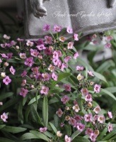 <i>Lobularia hybrid</i><BR><BR>���٥����ѡ�����å���<BR>�إХ����顼�饤��å����ȥ꡼���