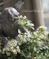 <i>Lobularia hybrid</i><BR><BR>���٥����ѡ�����å���<BR>�إ��ޡ����ȥ꡼���