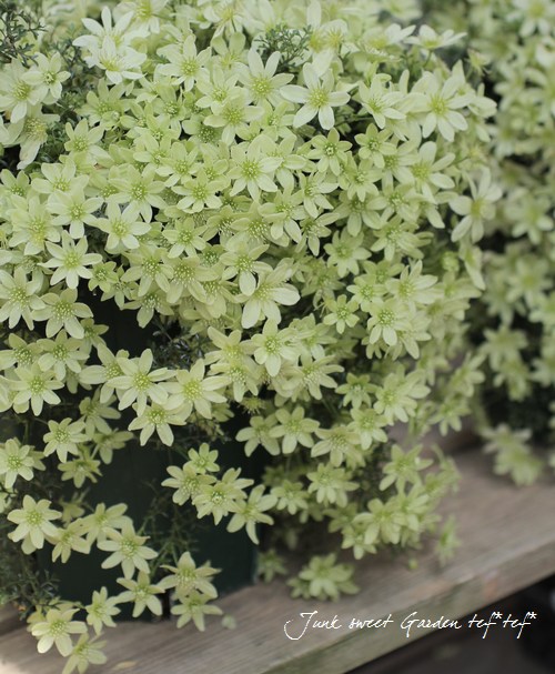 クレマチス・ペトリエイ i>Clematis petriei</i><BR><BR>フォステリー系クレマチス<BR