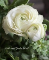 <i>Ranunculus asiaticus</i><BR><BR>�󤻿����ˤ������ᡪ<BR>��ʥ󥭥�饹<BR>��ͤ��襤���إޥ�����