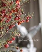 <i>Boronia Harlequin</i> <BR><BR>NO1ܥ˥<BR>إϡ졼 No.1