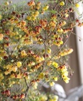 <i>Boronia Harlequin</i> <BR><BR>NO1ܥ˥<BR>إϡ졼 No.2