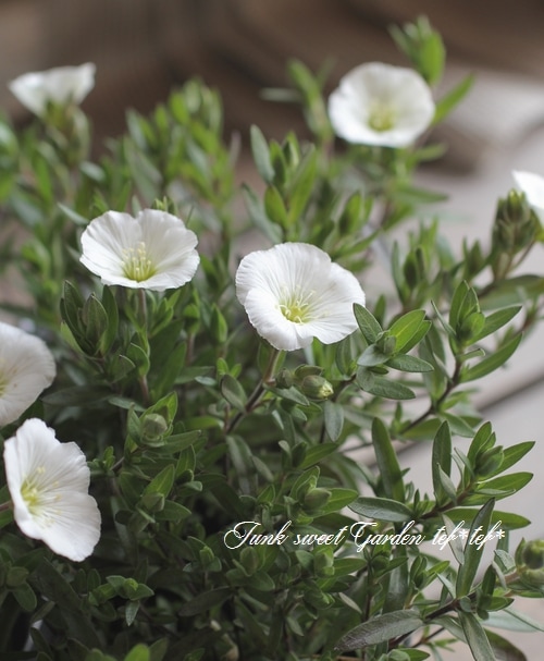 アレナリア・モンタナ 『ホワイトサマー』 | すべての商品 | | Junk