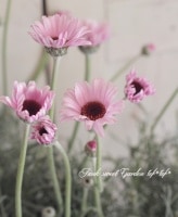 <i>Rhodanthemum gayanum</i><BR><BR>���Ӳ��ä��󥪥ꥸ�ʥ��ʼ�<BR>�������󥻥ޥ�إץ�ޥ١����
