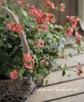 ǥ顡إǥץ١󥸥󥿤ʼ