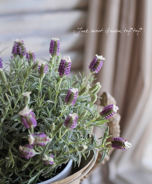 I Lavandula Stoechas I Br Br フレンチラベンダー Br ストエカス わたぼうし すべての商品 Junk Sweet Garden Tef Tef I Lavandula Stoechas I Br Br フレンチラベンダー Br ストエカス わたぼうし すべての商品 Junk Sweet Garden Tef Tef