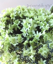 �ե����ƥ꡼�ϥ���ޥ��� �إڥȥꥨ����