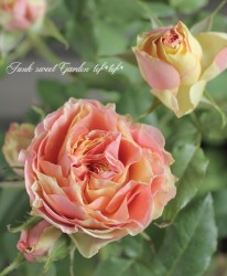 �ߥ˥Х顦���¥��������إ���ե��ˡ���������