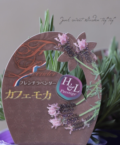 フレンチラベンダー 『カフェモカ』 | すべての商品 | | Junk