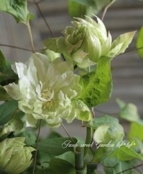 ����ޥ��������㤪������