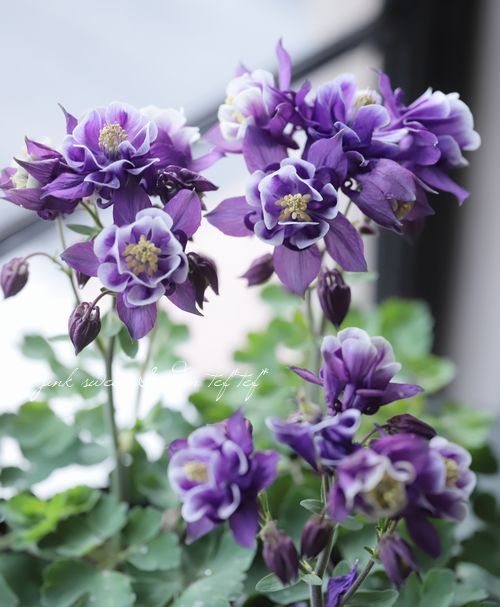 西洋オダマキ・ウィンキー 『ダブルブルー＆ホワイト』 | すべての商品