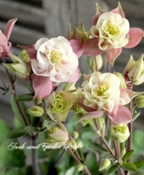 ���Υ����ޥ��������󥭡����إ��֥���������ۥ磻�ȡ�