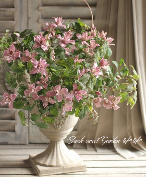 i>Clematis montana</i><BR><BR>クレマチス・モンタナ<br>『ブロートン