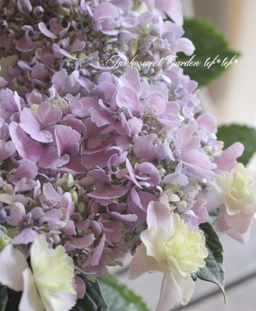 I Hydrangea I Br Br 加茂花菖蒲園オリジナル紫陽花 Br おはよう ピンク系 Flower Species アジサイ Junk Sweet Garden Tef Tef