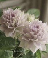 <i>Clematis ��Belle of Walking��</i><BR><BR>����ޥ���<BR>�إ٥롦���֡����������󥰡�