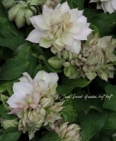 <i>Clematis </i><BR><BR>Ȭ�ź餭����ޥ���<BR>����ƥ��������ؽ�ɱ��