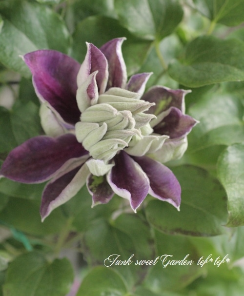 花 i>Clematis </i><BR><BR>八重咲きクレマチス<BR>『新紫玉』 | すべての