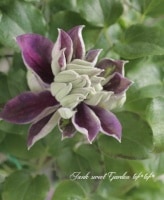 <i>Clematis </i><BR><BR>Ȭ�ź餭����ޥ���<BR>�ؿ���̡�