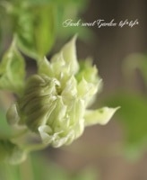 <i>Clematis </i><BR><BR>Ȭ�ź餭����ޥ���<BR>�إ��å����������֡�������Х��