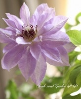 <i>Clematis </i><BR><BR>Ȭ�ź餭����ޥ���<BR>��ŷ����-�ƥ���-��