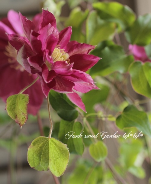 i>Clematis </i><BR><BR>八重咲きクレマチス<BR>『レッドスター