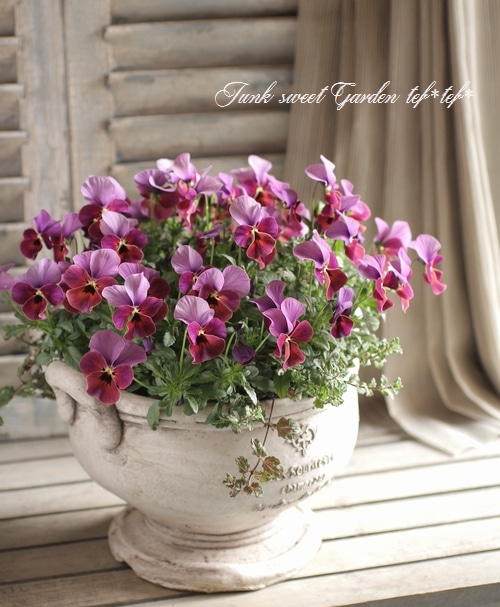 3.11 チャリティ.プロジェクト<BR><BR>パンジービオラ寄せ植え no.1