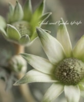 <i>Actinotus helianthi</i><BR><BR>�ե��ͥ�ե�<BR>�إե��󥷡����Ρ���