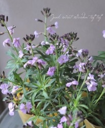 �ɺ���������󥵥������ꥷ�ޥ� �إץ�ץ쥢��
