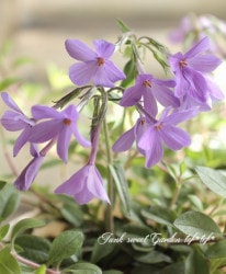 �ե��å��� �إ������åɥѡ��ץ��