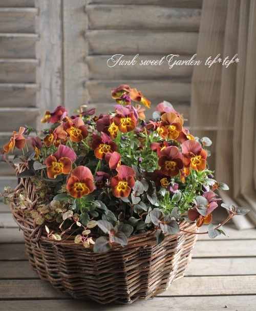 お花　寄せ植え　ビオラ お花寄せ植えビオラ