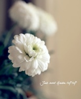 <i>Argyranthemum</i><BR><BR>���ʼ�ޡ�����å�<BR>�إޥ륳���å���