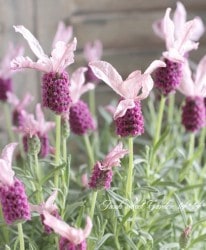 ꥢ٥åե륺إ奬٥꡼