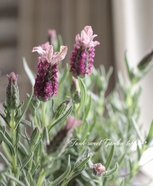 ラベンダーローズ　ポット グロッソ・ラベンダー(ポット苗) | 日野春ハーブガーデン