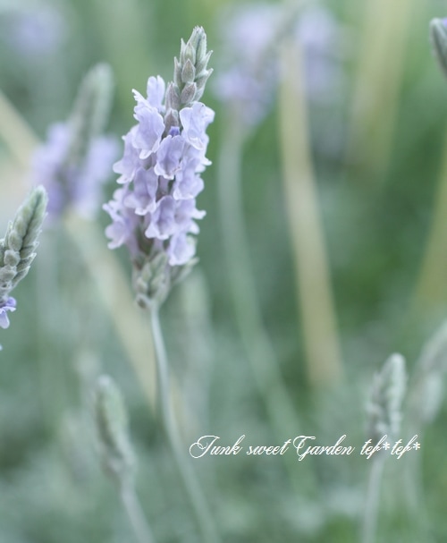 a☆香る☆人気の【四季咲き】レースラベンダー☆お花も可愛い☆ 本物の