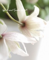 <i>Clematis </i><BR><BR>Ȭ�ť���ޥ���<BR>�إޥꥢ��