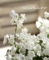 <i>Campanula carpatica</i><BR><BR>����ѥ˥��<BR>�إۥ磻�ȥ٥ӡ���