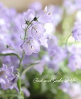 <i>Campanula carpatica</i><BR><BR>����ѥ˥��<BR>�إ֥롼�٥ӡ��١�