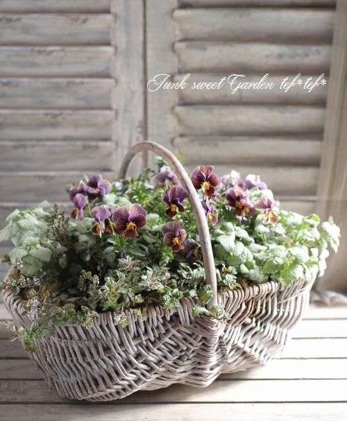 サボテン♡バスケット サボテン♡バスケット