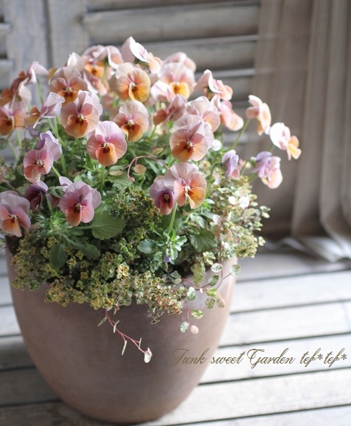 そら。ハッピービデンスいっぱいな 寄せ植え&シエルブリエと仲間達 そら様専用。ハッピービデンスいっぱいな 寄せ植え&シエルブリエと仲間