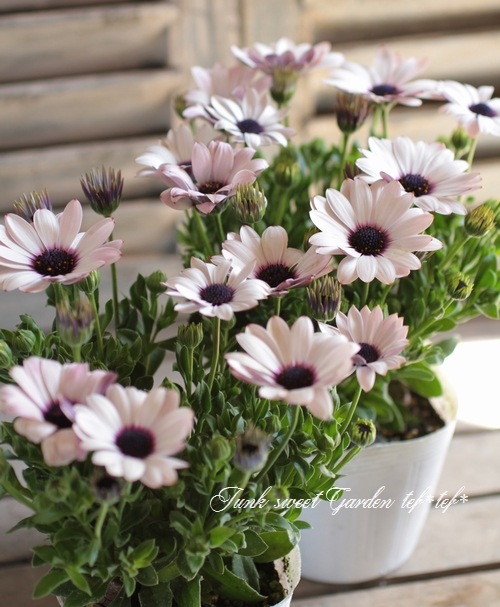 i>Osteospermum</i><BR><BR>小輪オステオスペルマム<BR>フォーチュ
