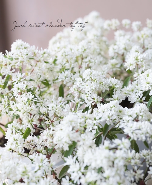 八重咲きユーフォルビア ダイヤモンドスター すべての商品 Junk Sweet Garden Tef Tef