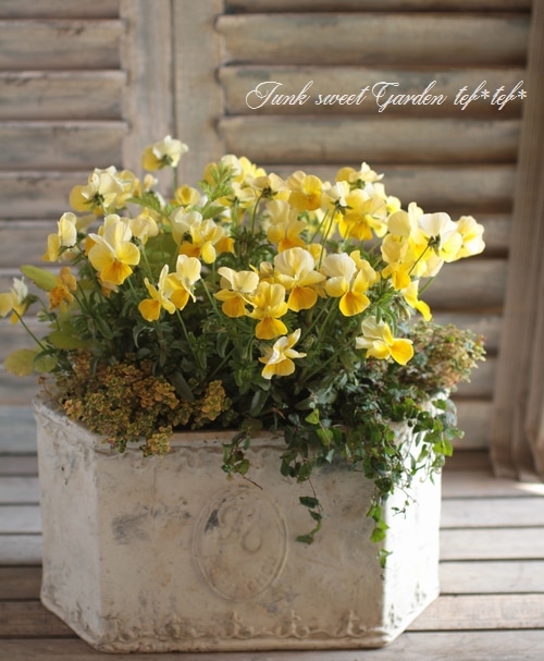 3.11 チャリティ.プロジェクト<BR><BR>寄せ植え no.28<BR>『イエロー