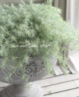 <i>Lotus bertheloti</i><BR><BR>�դ�դ��������<BR>�إ��åȥ󥭥��ǥ������