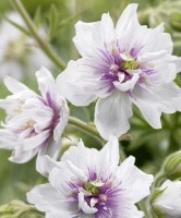 <i>Geranium phaeum</i><BR><BR>Ȭź餭˥<BR>إ륲顦֥