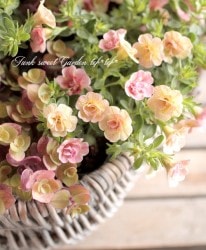 ʬ롪Ȭź餭֥饳ƥե֥롡إԡ