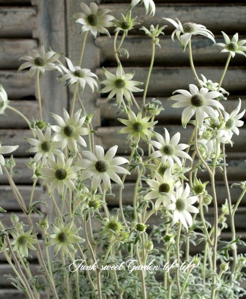 errer フランネルフラワー 土台付 筆記体 樹脂標本 植物標本 アンティーク i>Actinotus helianthi<BR><BR>小輪品種フランネルフラワー『ピピ